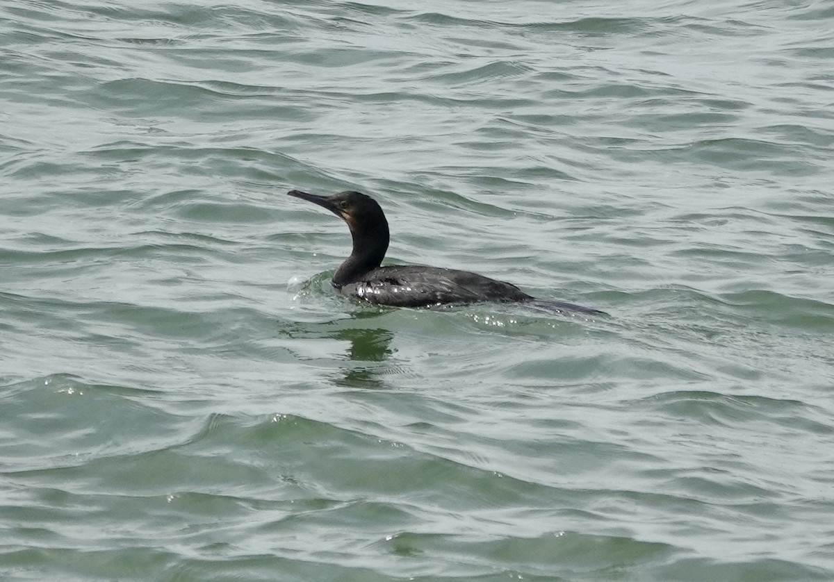 アオノドヒメウ - ML642276864