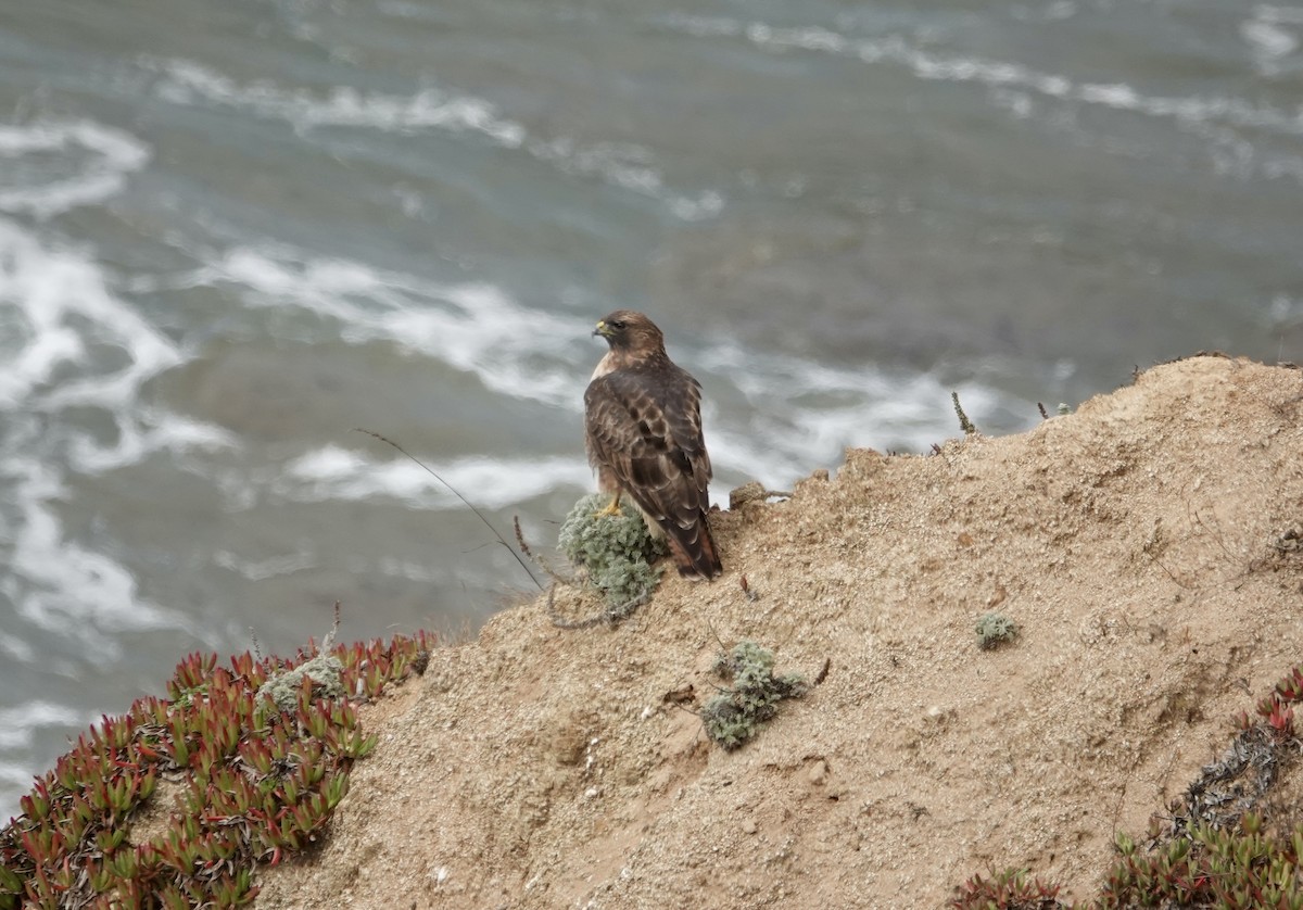 アカオノスリ - ML642276868