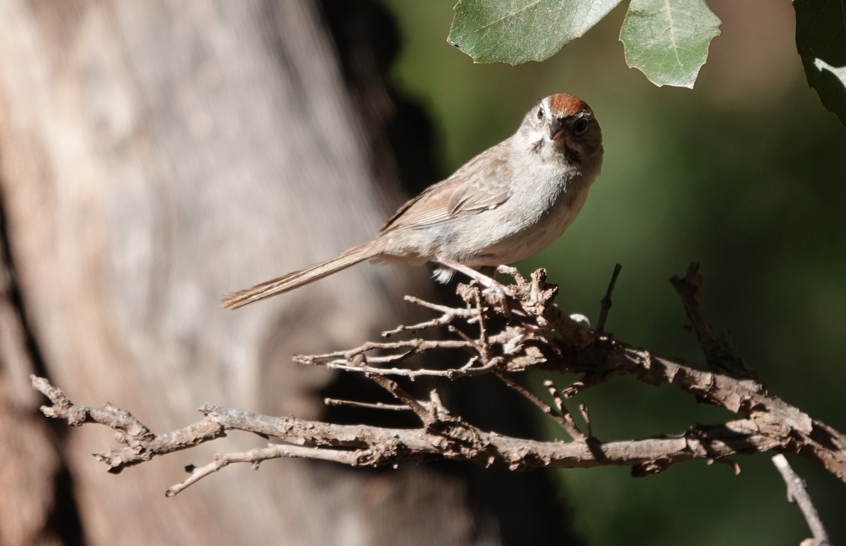 Rufous-crowned Sparrow - ML642276889