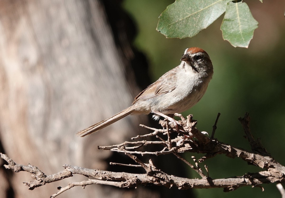Rufous-crowned Sparrow - ML642276891
