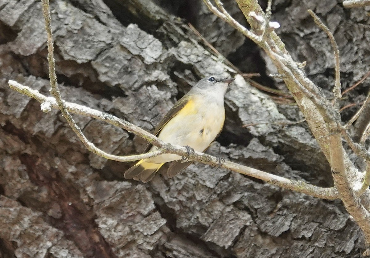 ハゴロモムシクイ - ML642276899