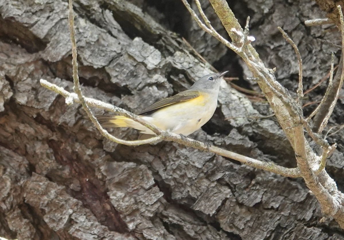 ハゴロモムシクイ - ML642276900