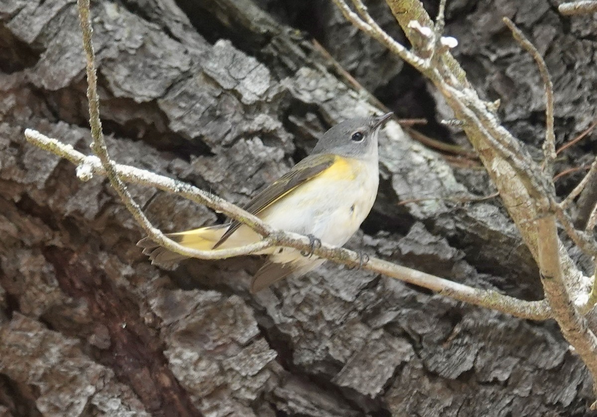 ハゴロモムシクイ - ML642276901