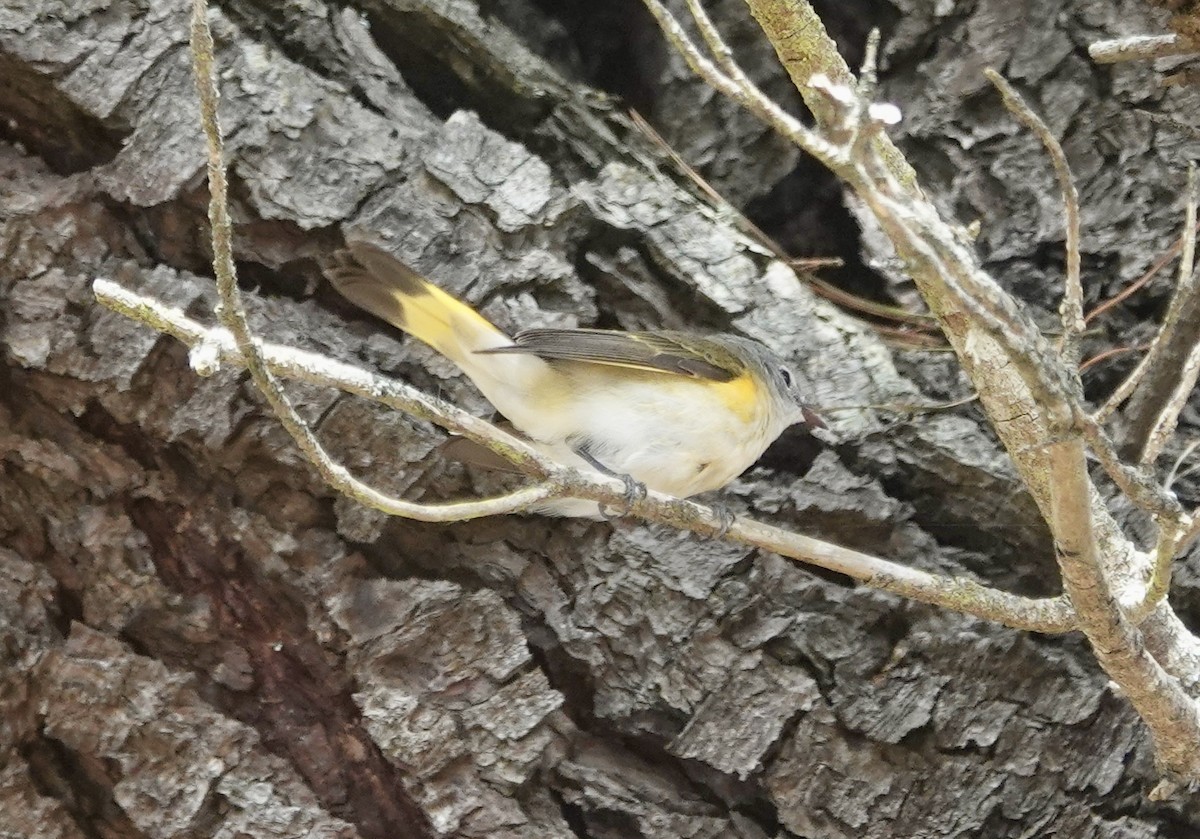 ハゴロモムシクイ - ML642276903