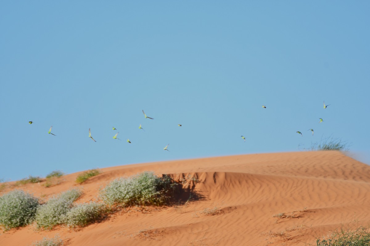 Budgerigar - ML642276930
