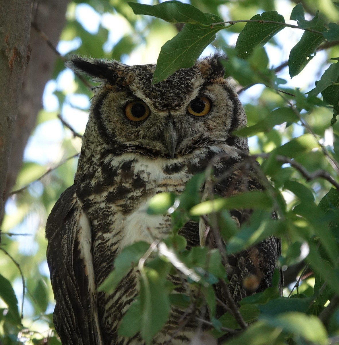 Great Horned Owl - ML642276959
