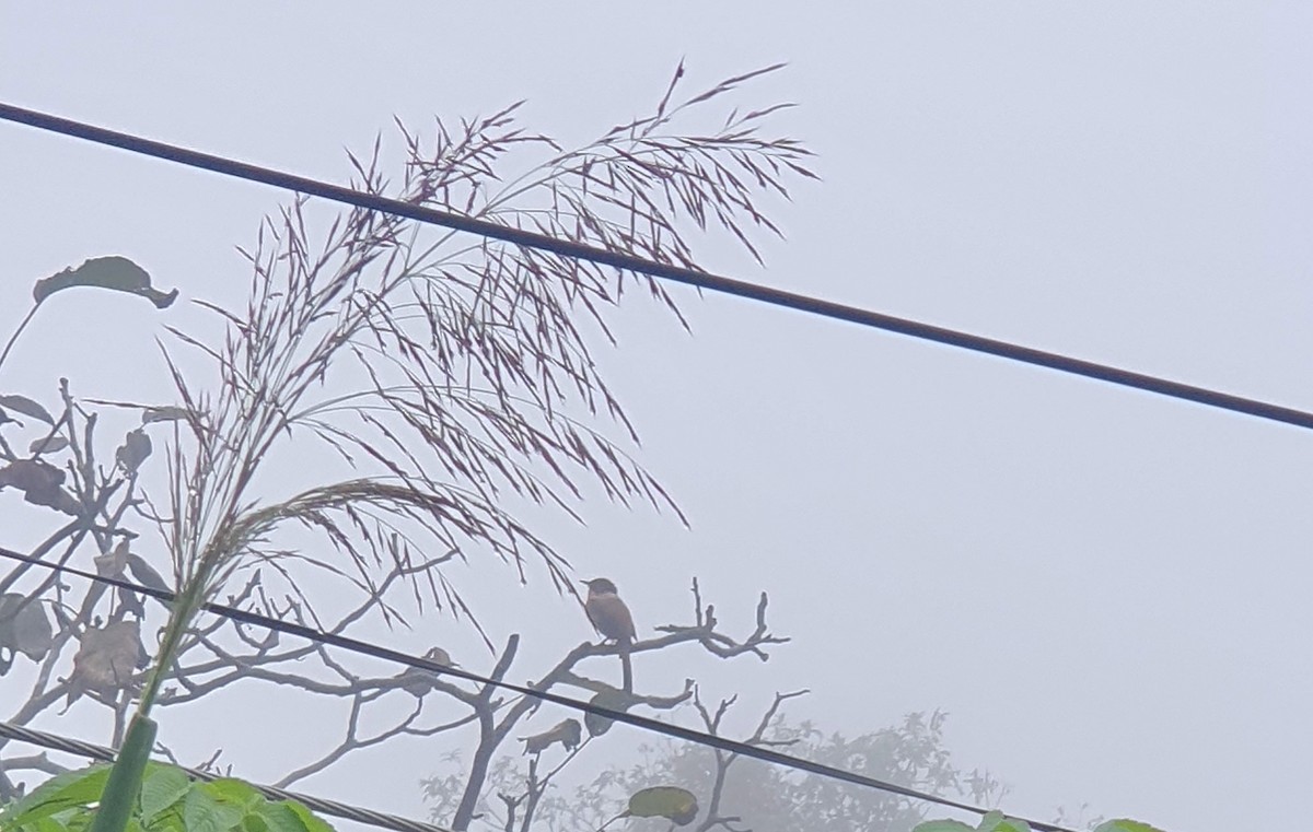 Schwarzkappensibia - ML642276966