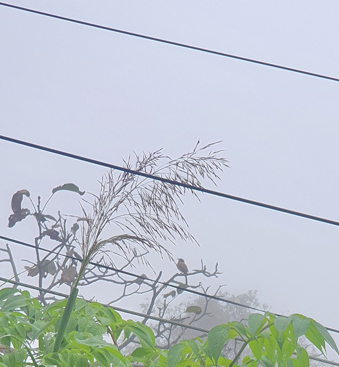 Schwarzkappensibia - ML642276967