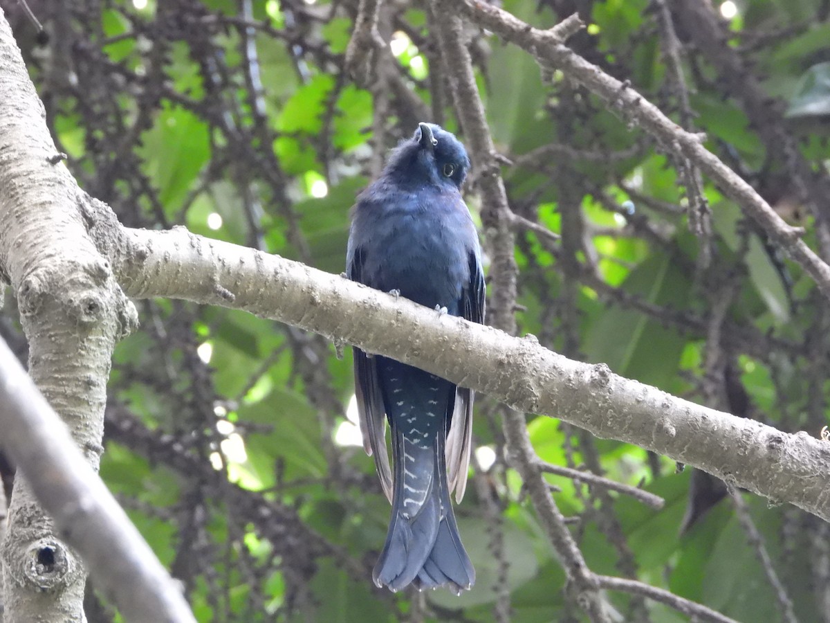Square-tailed Drongo-Cuckoo - ML642276968