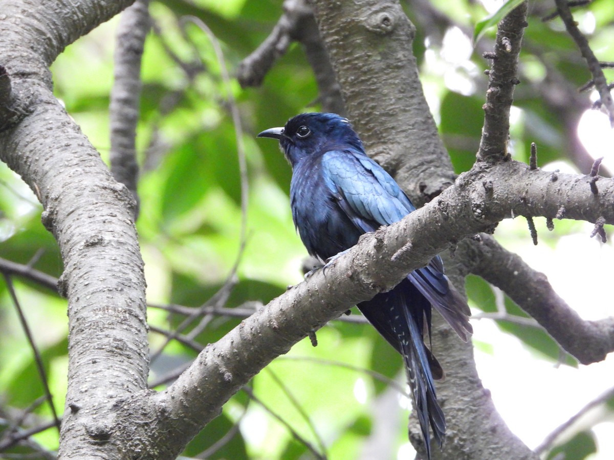 Square-tailed Drongo-Cuckoo - ML642276969