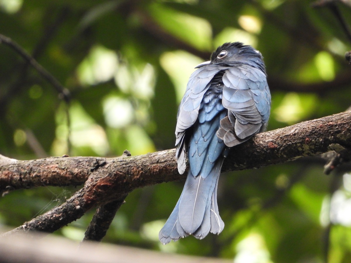 Square-tailed Drongo-Cuckoo - ML642276970
