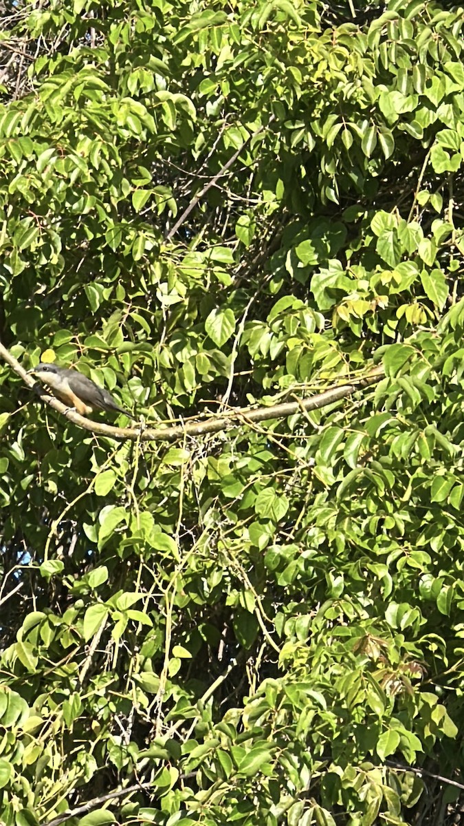 Mangrove Cuckoo - ML642277012