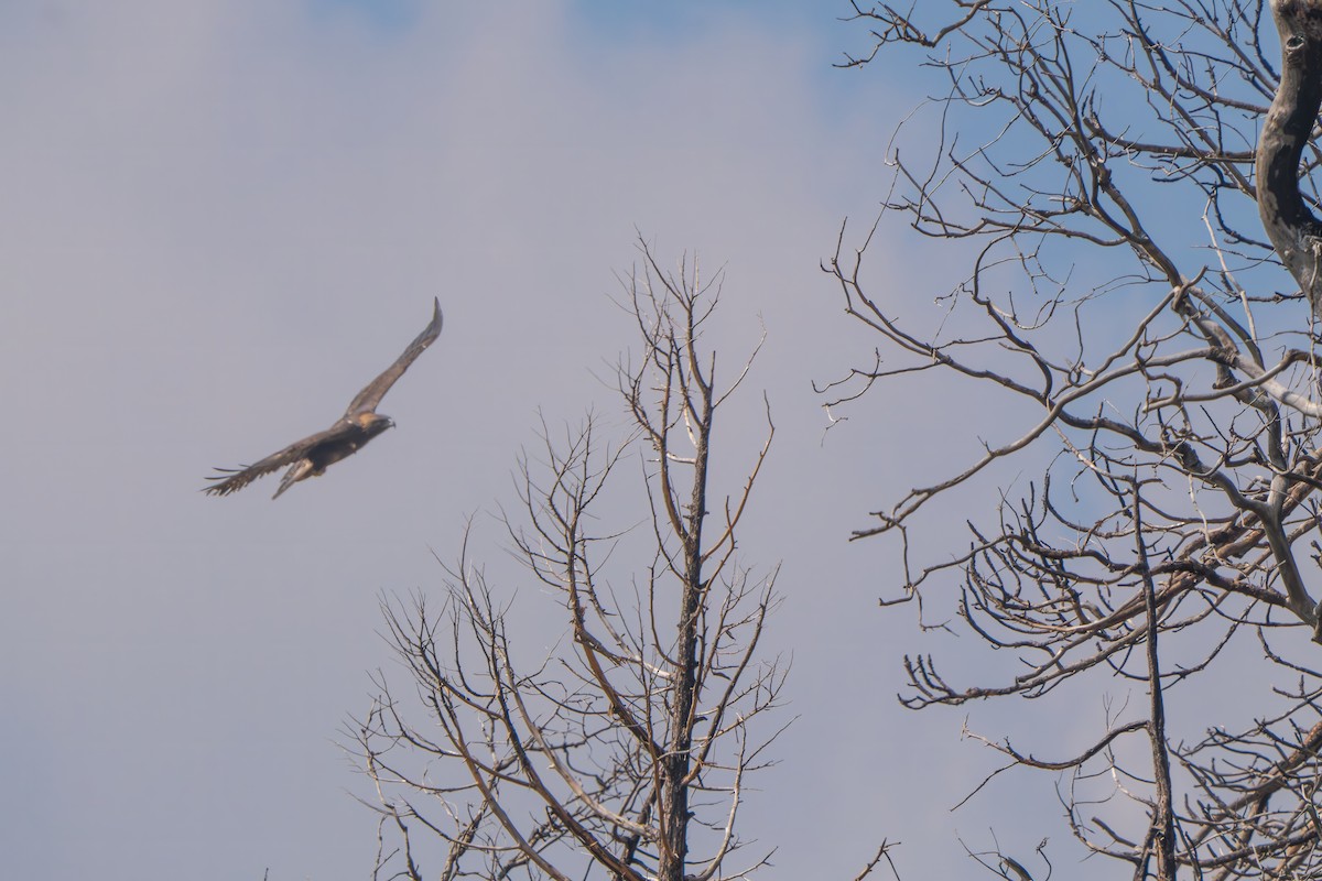 Golden Eagle - ML642277019