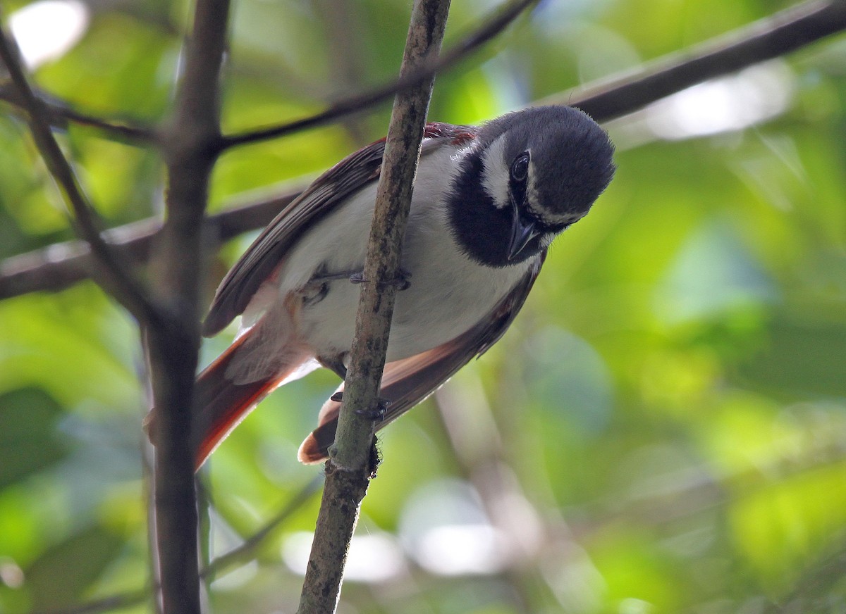 Red-tailed Vanga - ML642277030