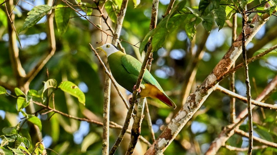 Tilopo Nuquinegro - ML642277076