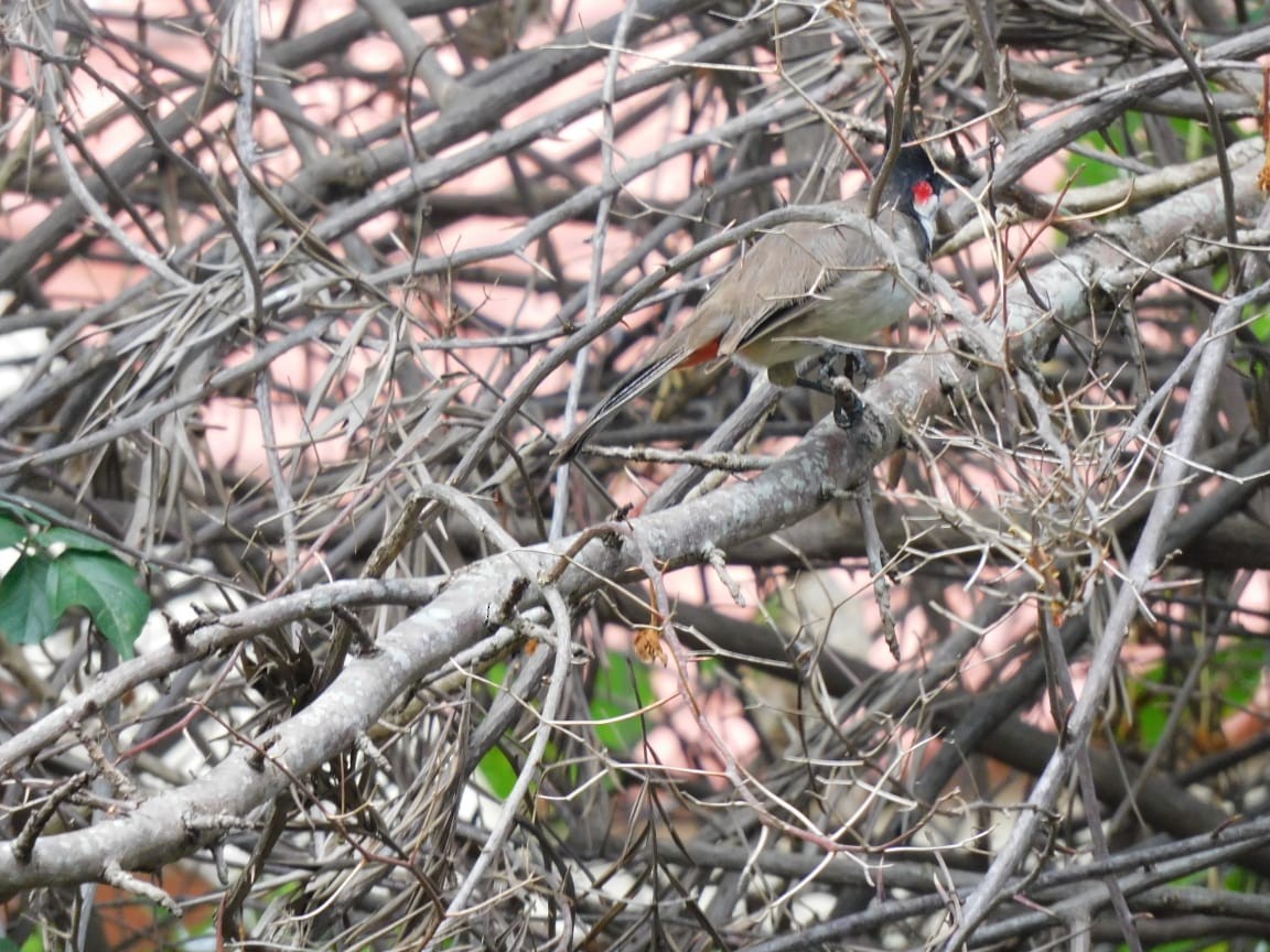 Red-whiskered Bulbul - ML642277097