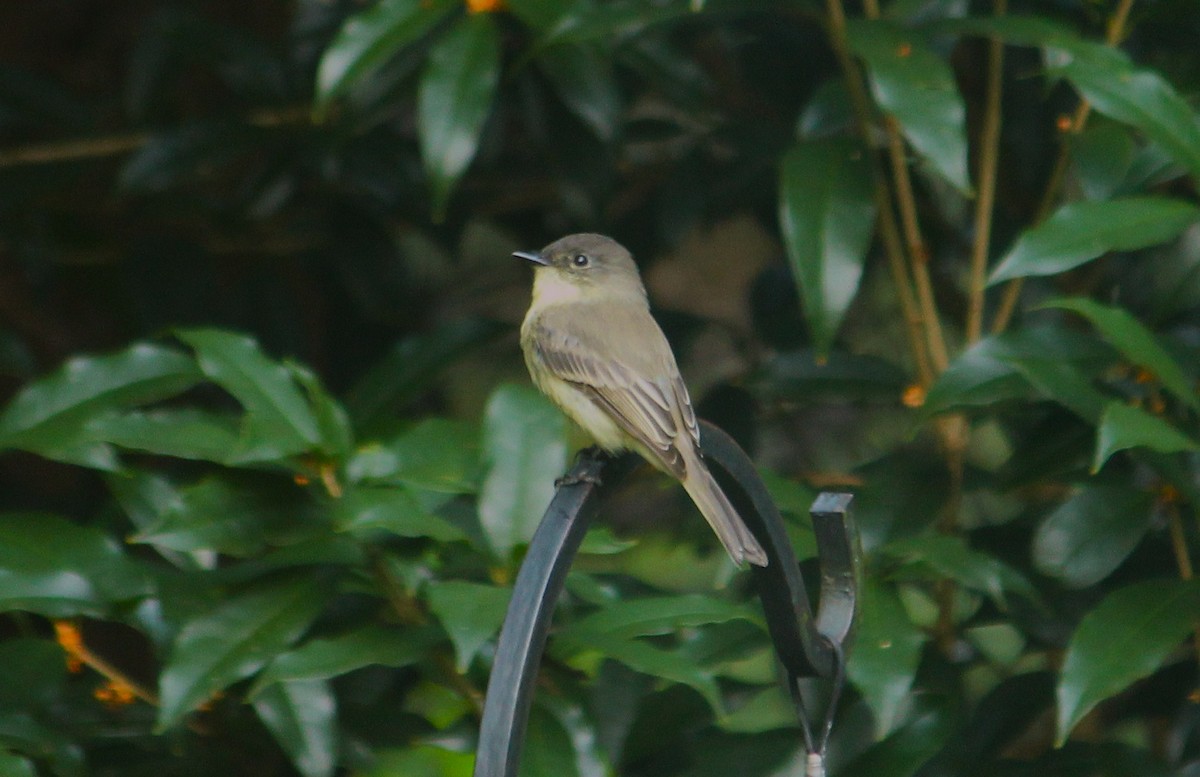 Eastern Phoebe - ML642277104