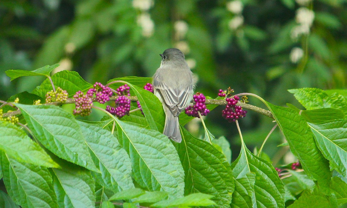 Eastern Phoebe - ML642277105