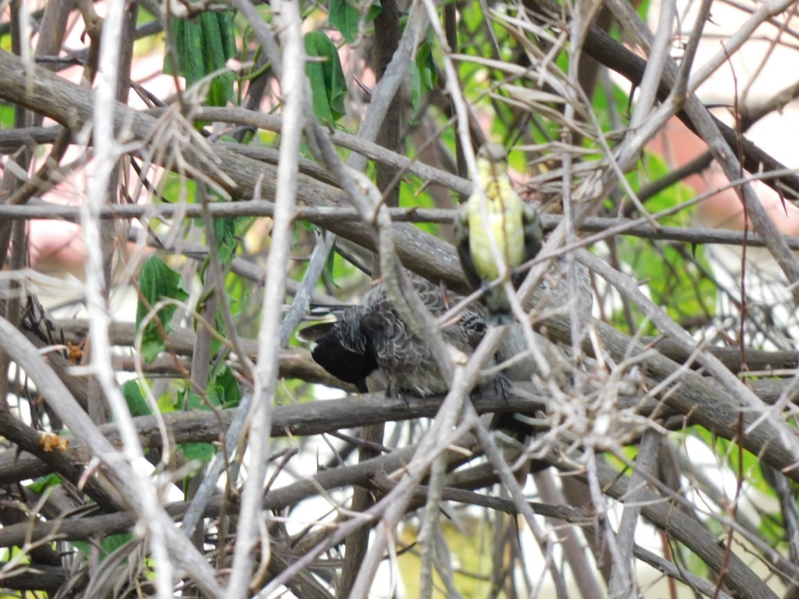 Red-vented Bulbul - ML642277111