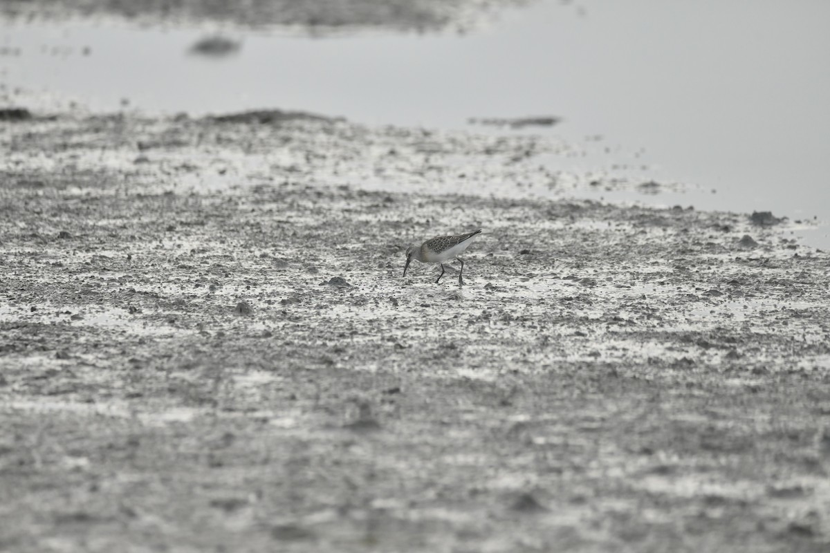 Curlew Sandpiper - ML642277114