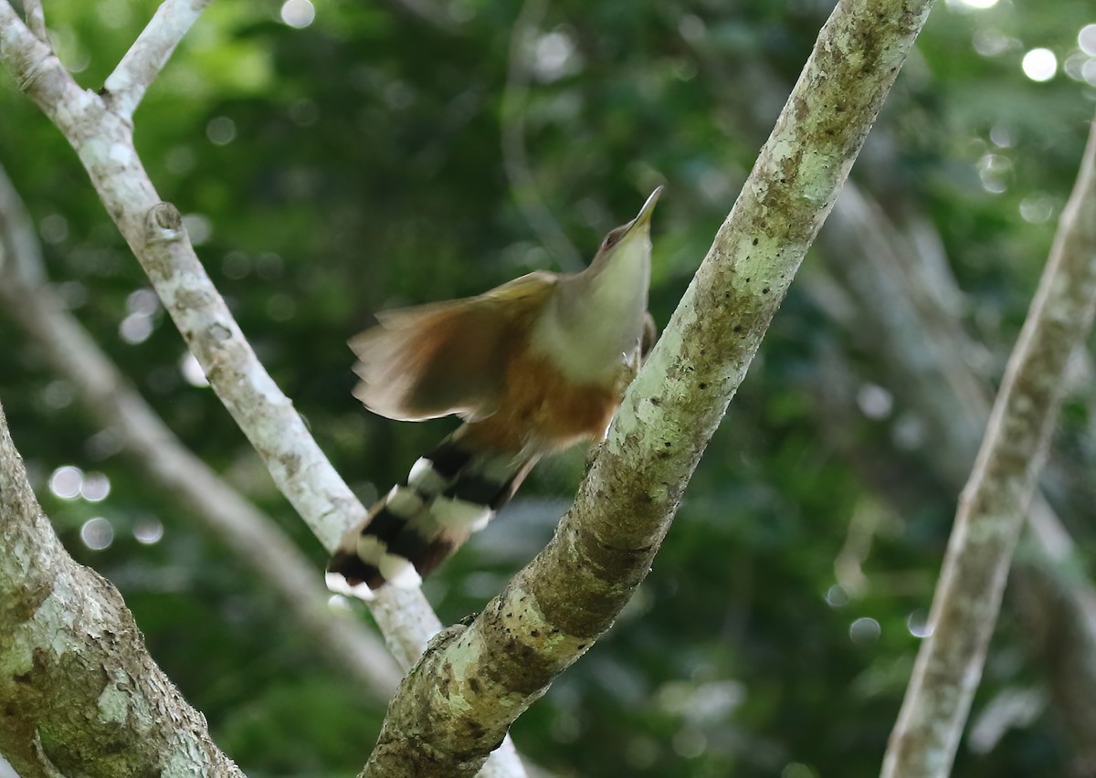 Tacco de Porto Rico - ML642277119