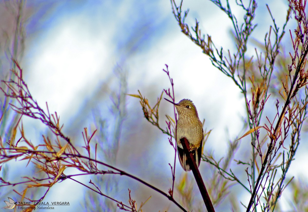 Colibrí Austral - ML642277122