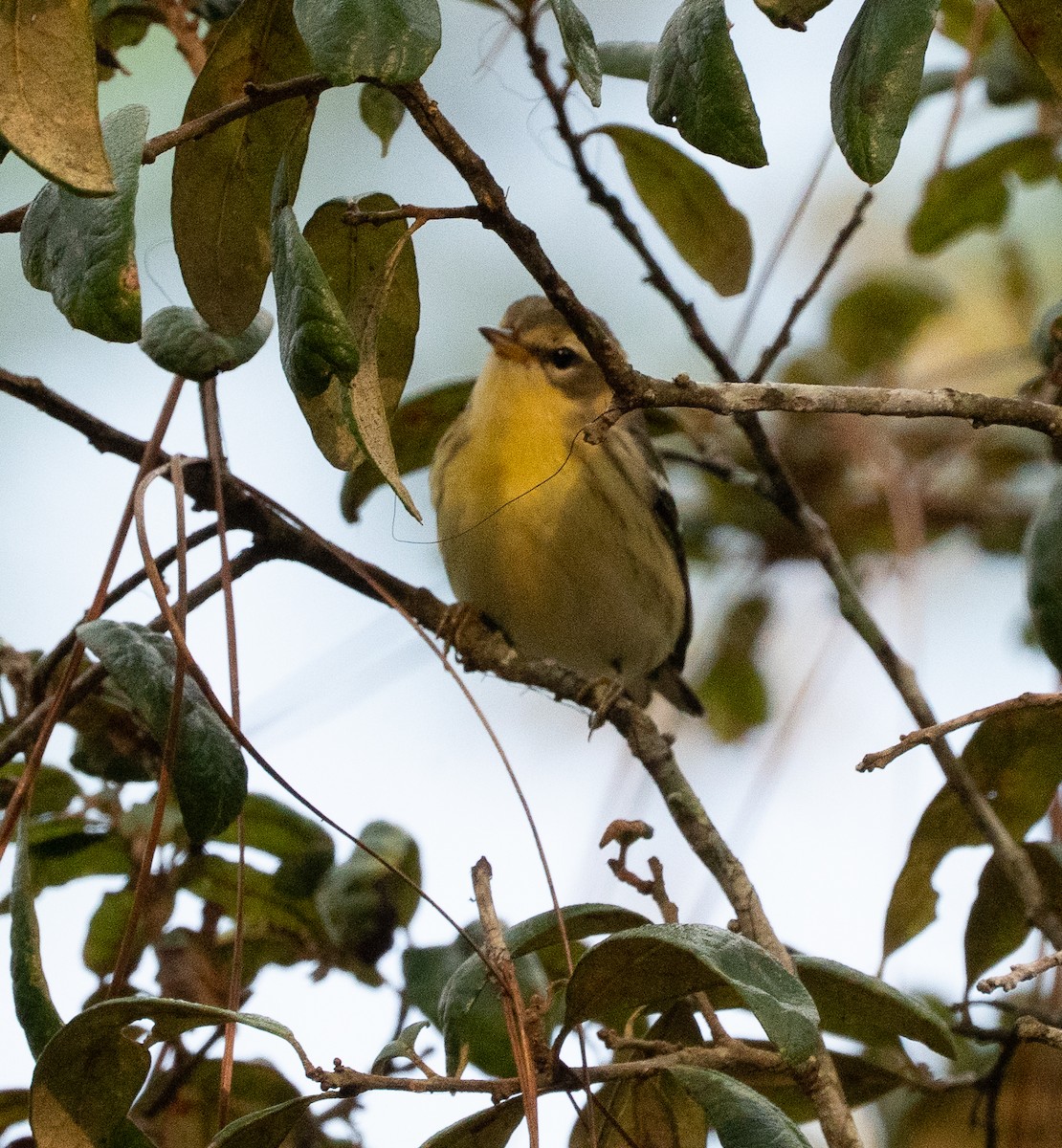 Blackburnian Warbler - ML642277135