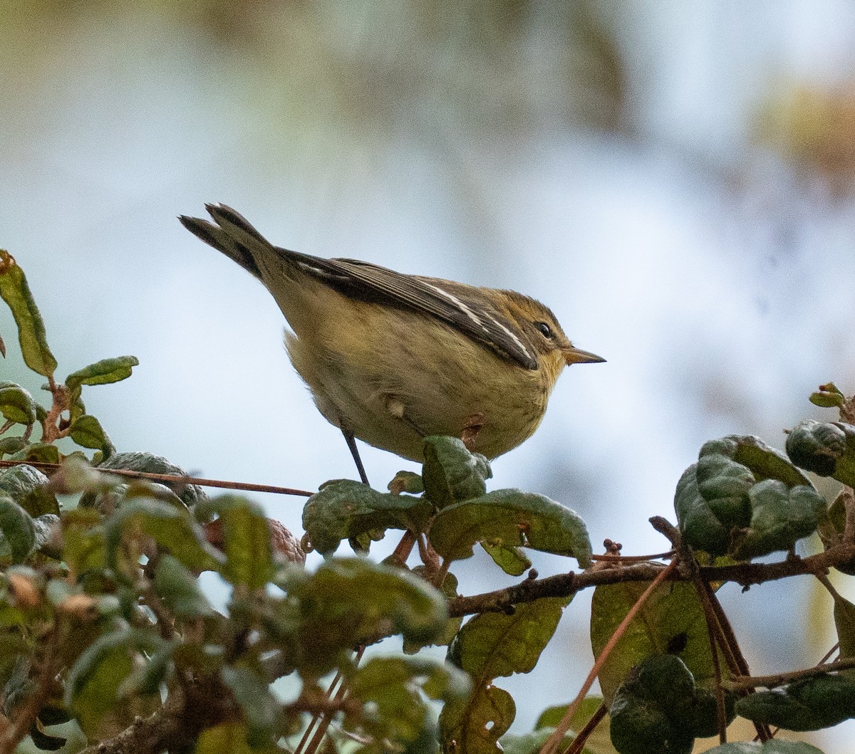 Blackburnian Warbler - ML642277136