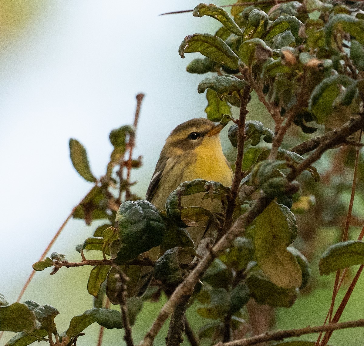 Blackburnian Warbler - ML642277137