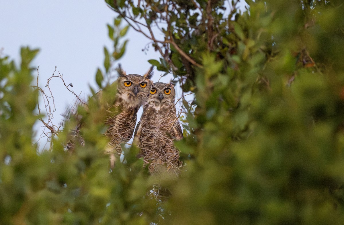 Great Horned Owl - ML642277142