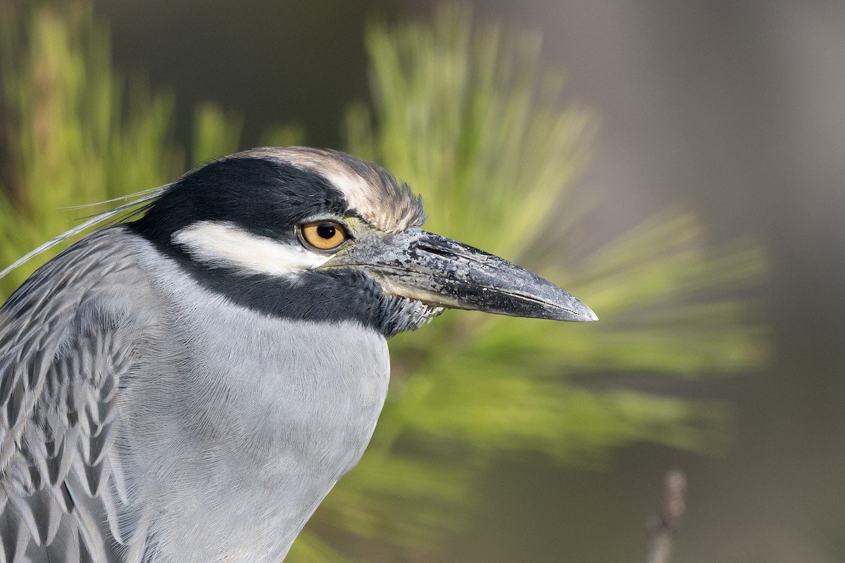 Yellow-crowned Night Heron - ML642277144