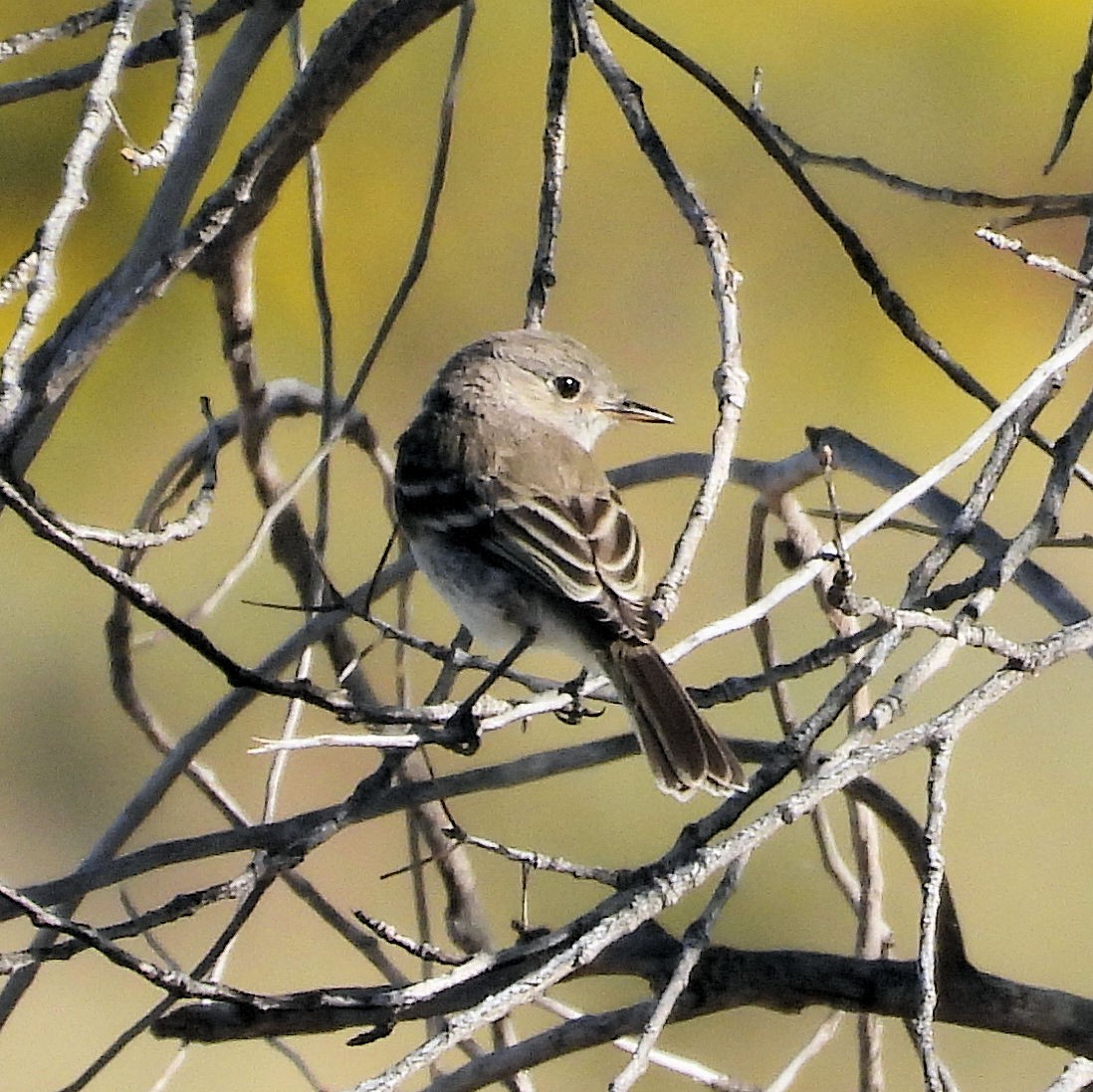 Gray Flycatcher - ML642277172