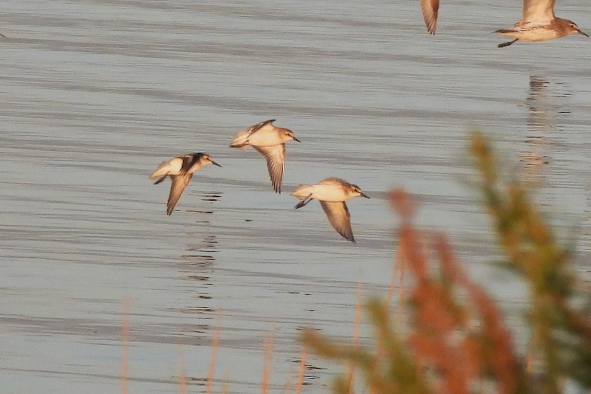 sandsnipe - ML642277173