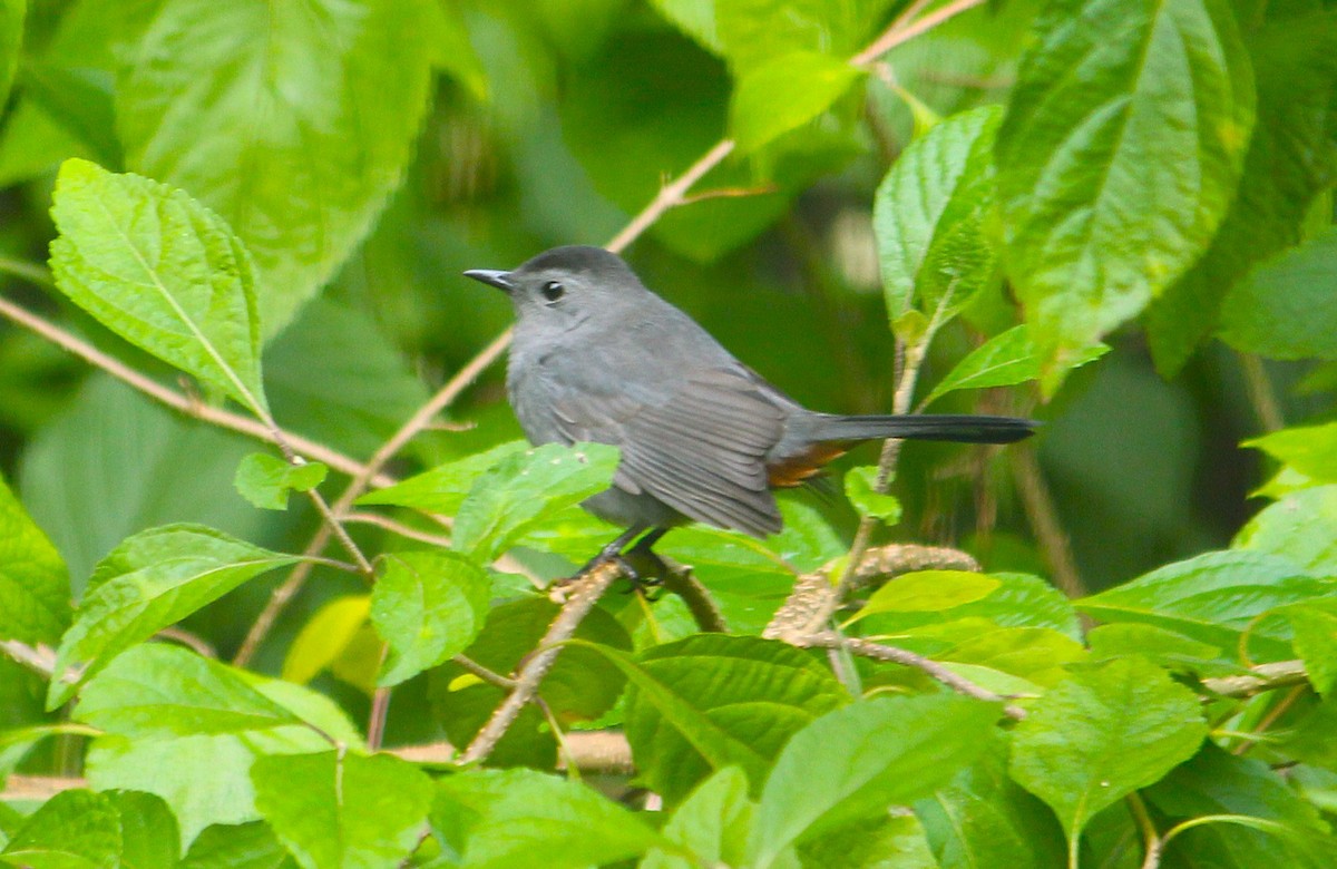 Gray Catbird - ML642277178