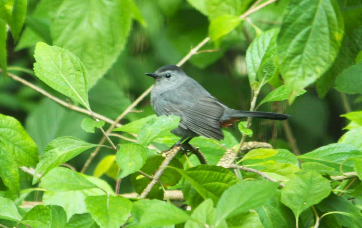 Gray Catbird - ML642277179