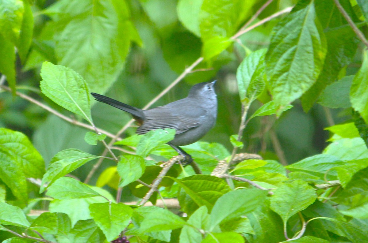 Gray Catbird - ML642277180