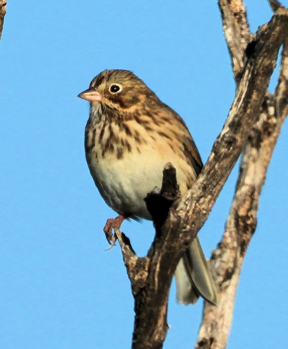 Lincoln's Sparrow - ML642277193