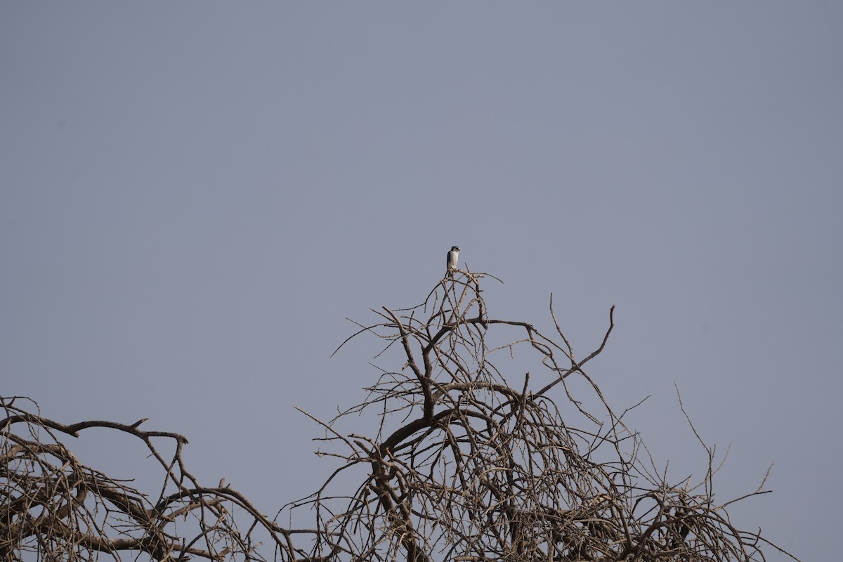 Pygmy Falcon - ML642277194