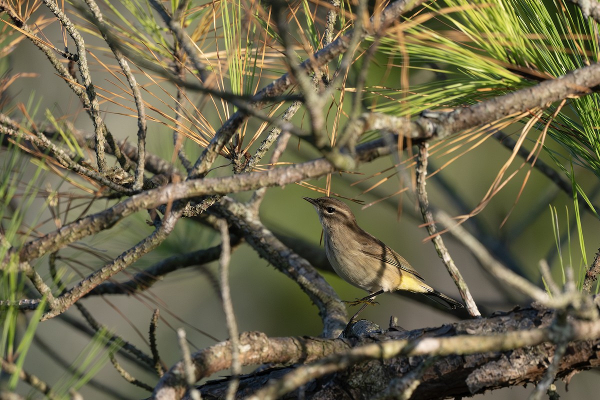 Palm Warbler - ML642277203