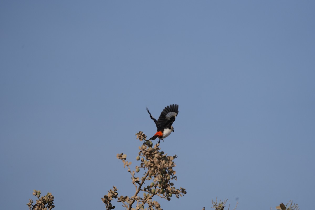 White-headed Buffalo-Weaver - ML642277218
