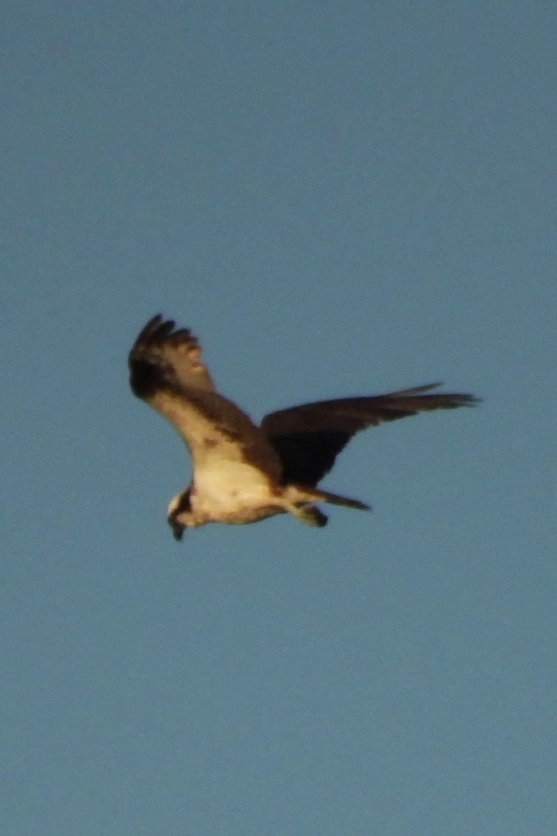 fiskeørn - ML642277226