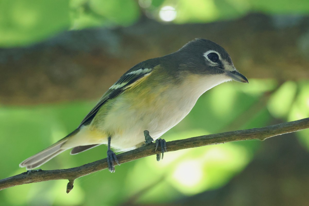 Blue-headed Vireo - ML642277246