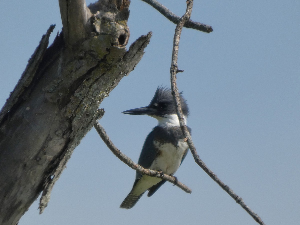 שלדג אמריקני - ML642277260