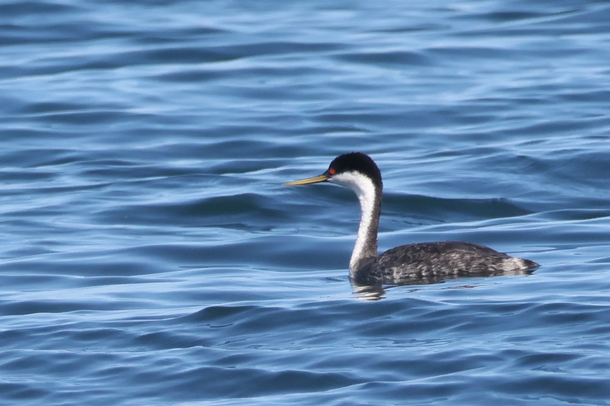 Western Grebe - ML642277272
