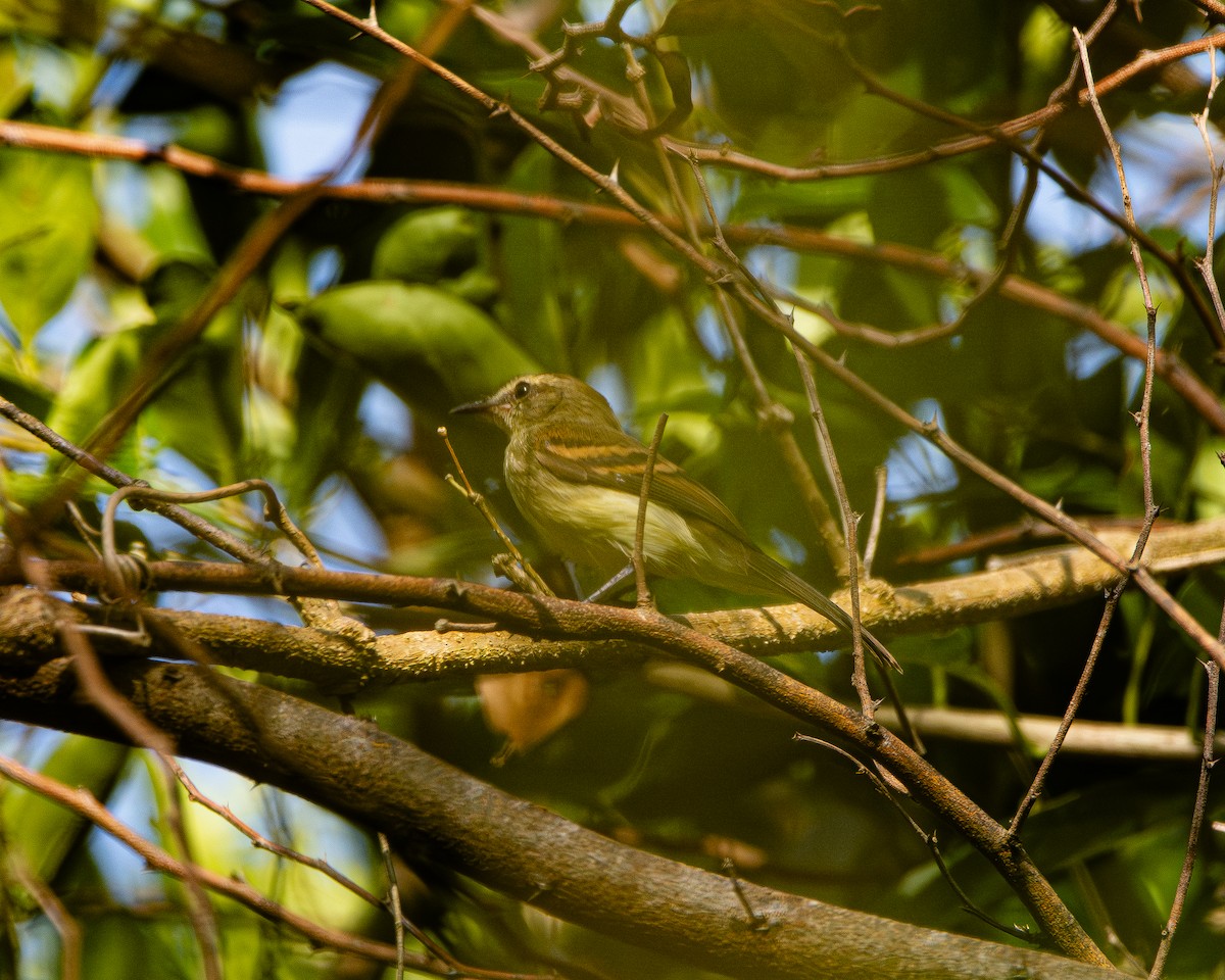 Fuscous Flycatcher - ML642277278
