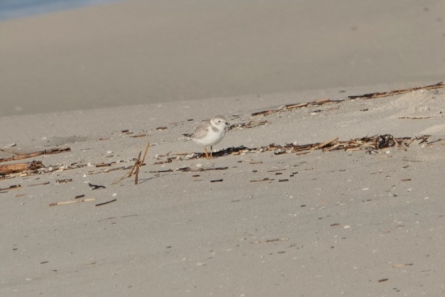 Piping Plover - Karen Thompson