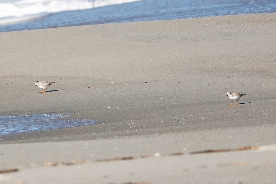 Piping Plover - Karen Thompson