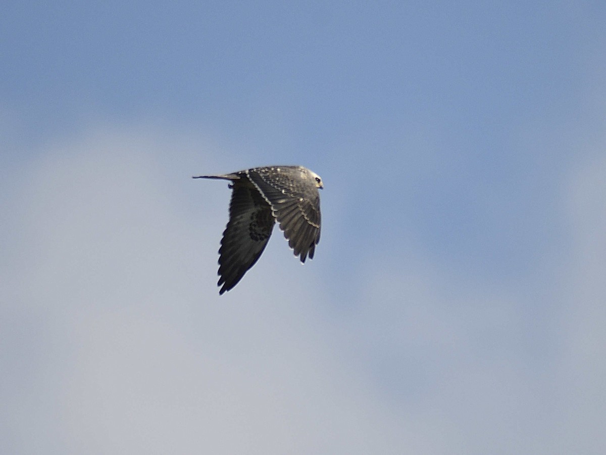 Mississippi Kite - ML642277339