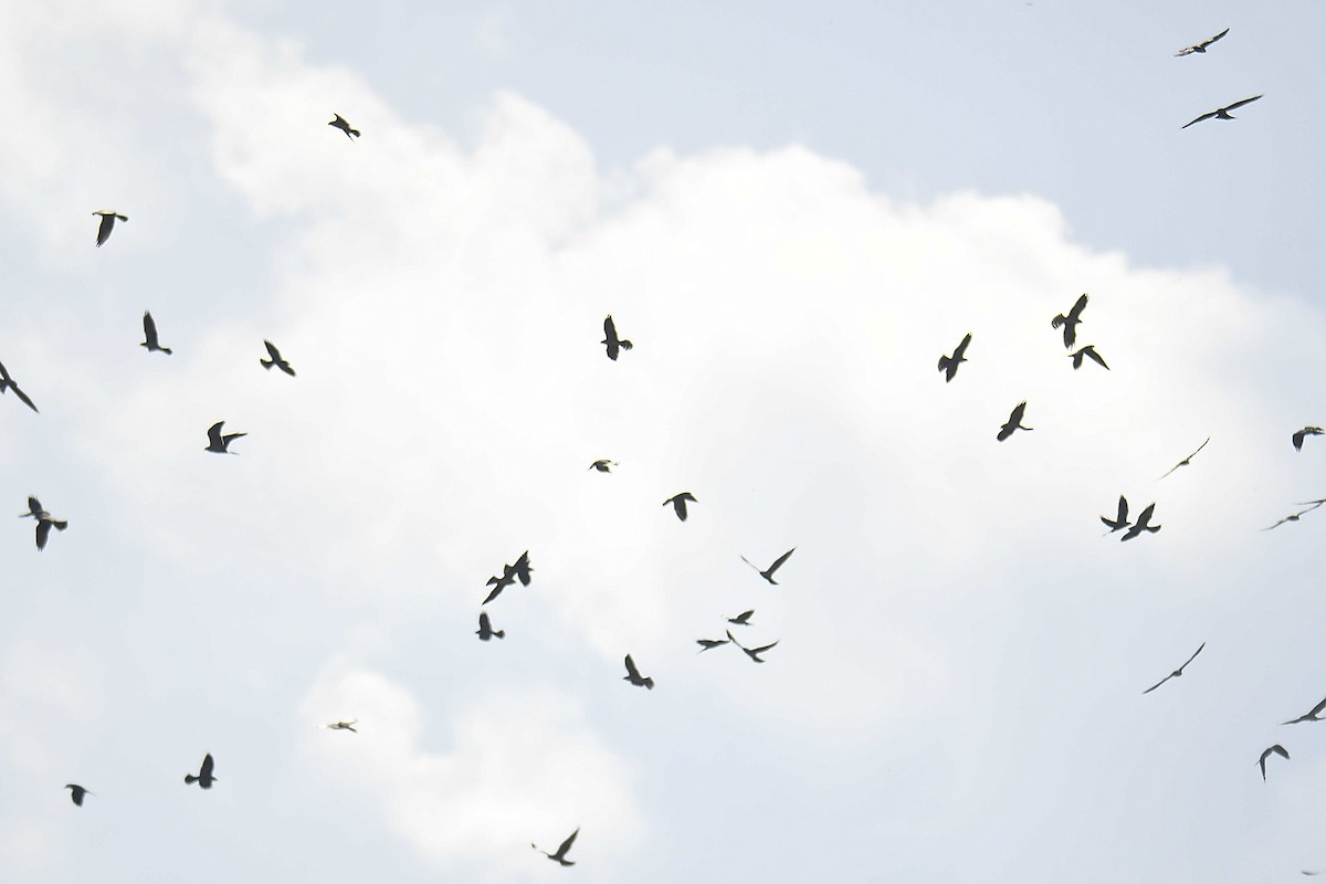 Mississippi Kite - ML642277340