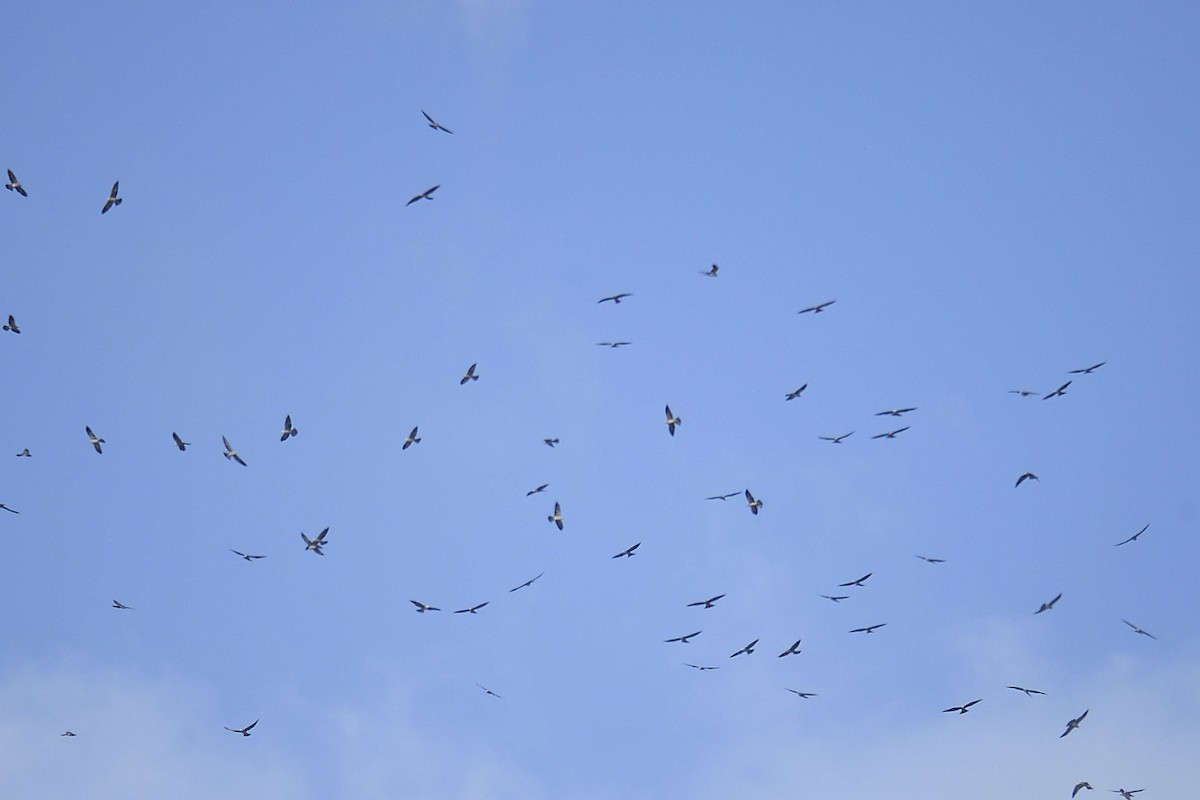 Mississippi Kite - ML642277343